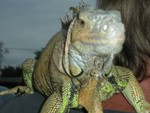 Picture 011
